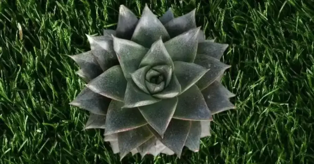 Εχεβέρια (Echeveria)