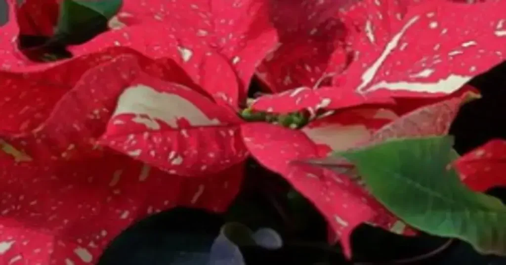 Αλεξανδρινό (Poinsettia) Jingle Bells