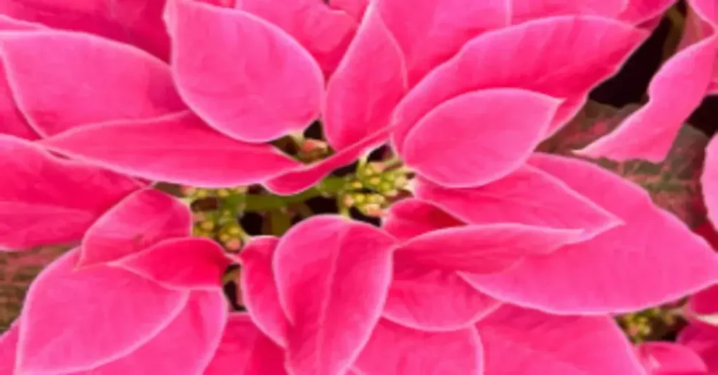 Αλεξανδρινό (Poinsettia) Luv U Pink