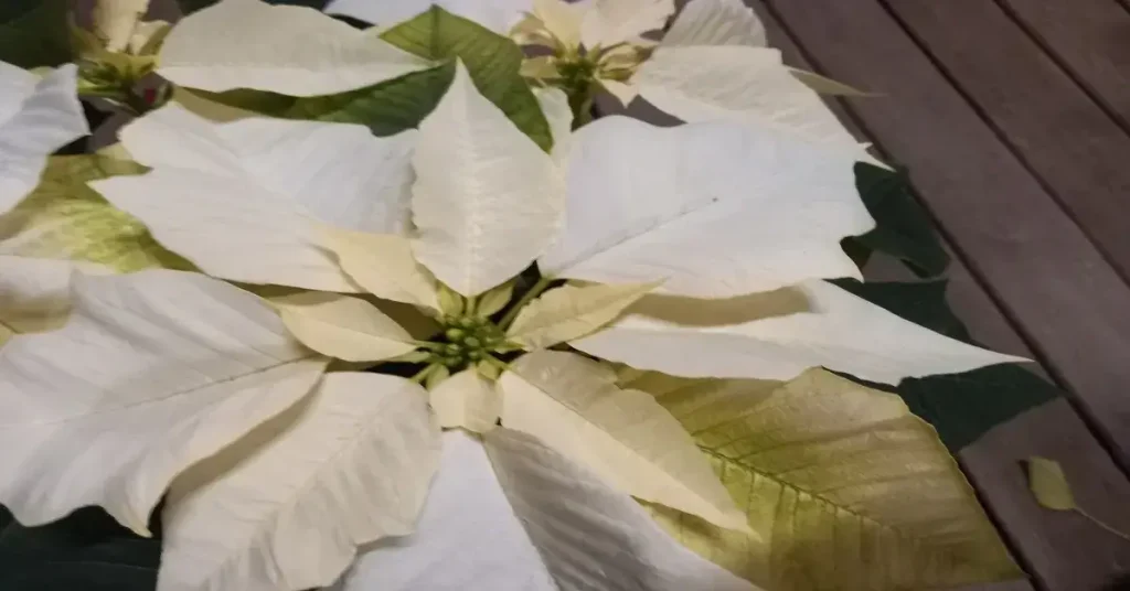 Αλεξανδρινό (Poinsettia) Princettia Pure White