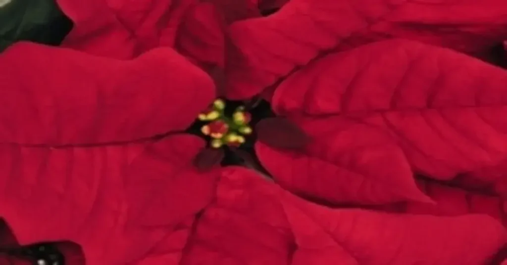 Αλεξανδρινό (Poinsettia) Viking Red