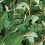 Ελαίαγνος ο μακρύφυλλος - E.macrophylla