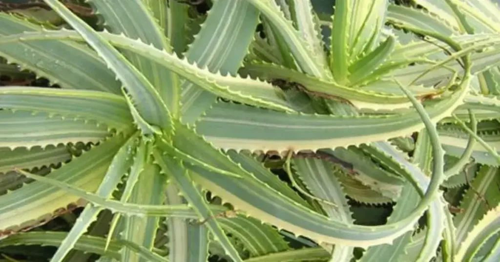 Aloe Arborescens