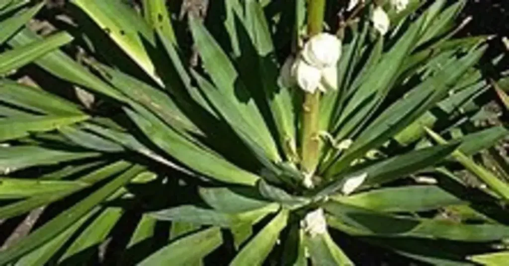 Yucca Gloriosa 'Adams_needle'