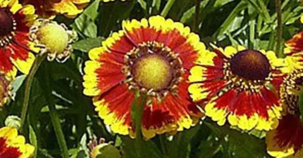 Ελένιο (Helenium Biedermeier)