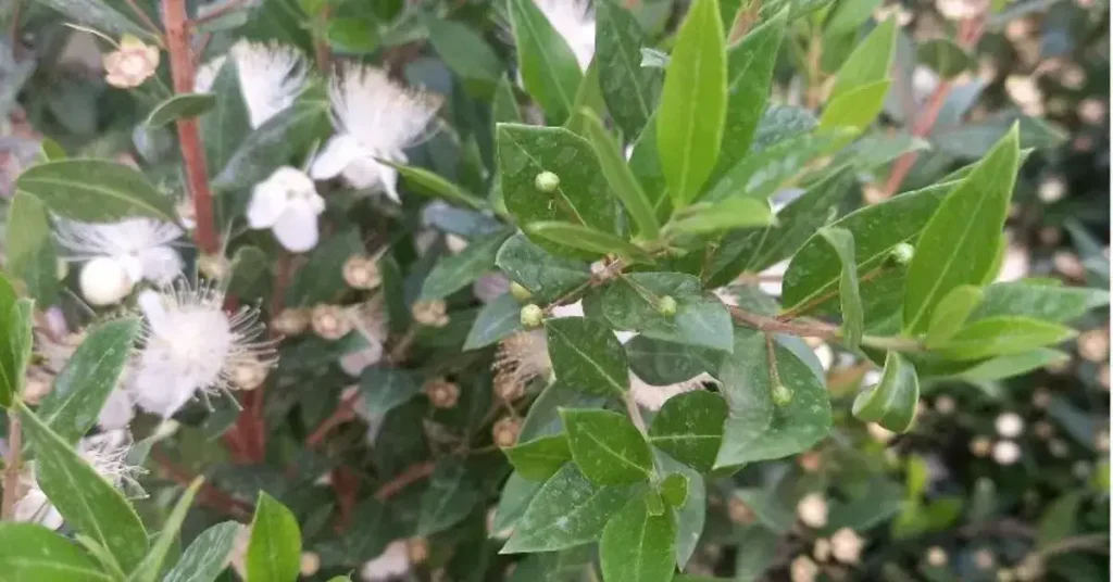 Μυρτιά η κοινή (Myrtus communis)