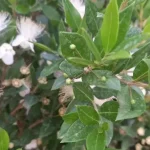 Μυρτιά η κοινή (Myrtus communis)