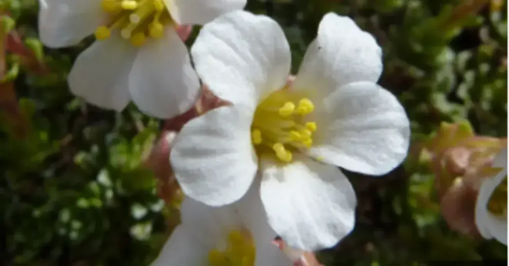 Σαξιφράγκα (Saxifraga)