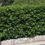 Φράχτης από Αγγελική