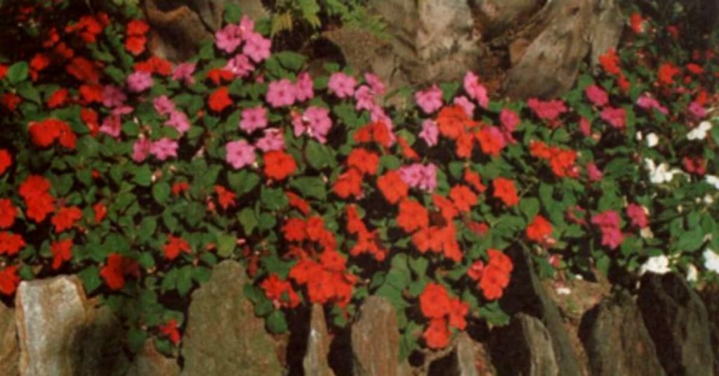 Ιμπάτιενς (Impatiens)