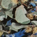 Ευκάλυπτος (Eucalyptus)