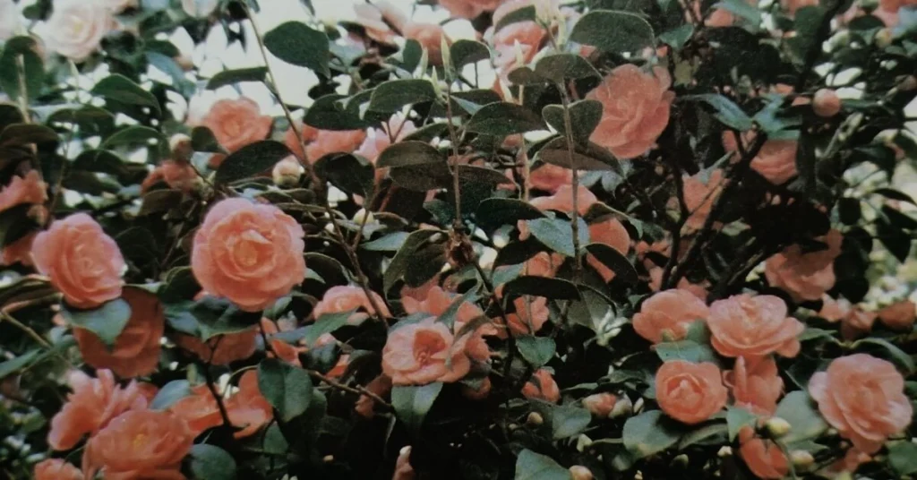 Καμέλια (Camelliaceae)